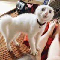 Bayshore Veterinary Clinic ico