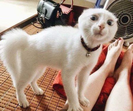 Bayshore Veterinary Clinic