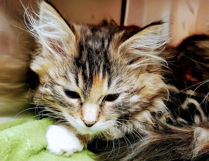 Bayshore Veterinary Clinic Picture 6