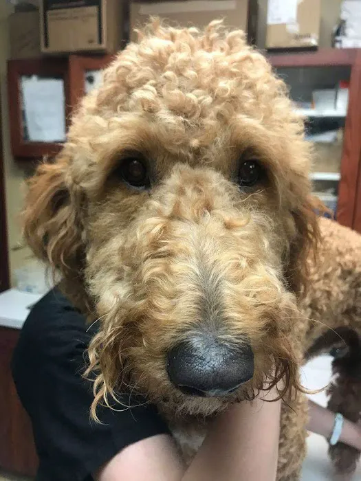 Bayshore Veterinary Clinic Picture 2