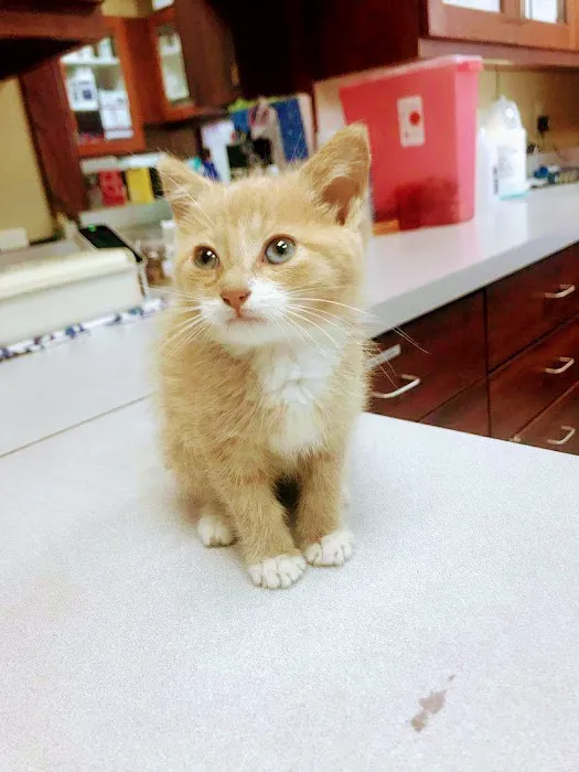 Bayshore Veterinary Clinic Picture 3