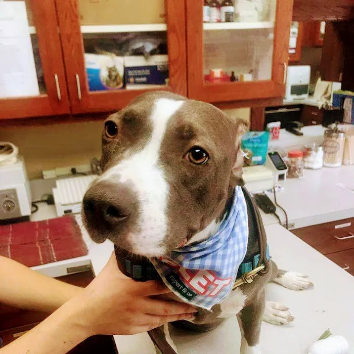 Bayshore Veterinary Clinic Picture 4