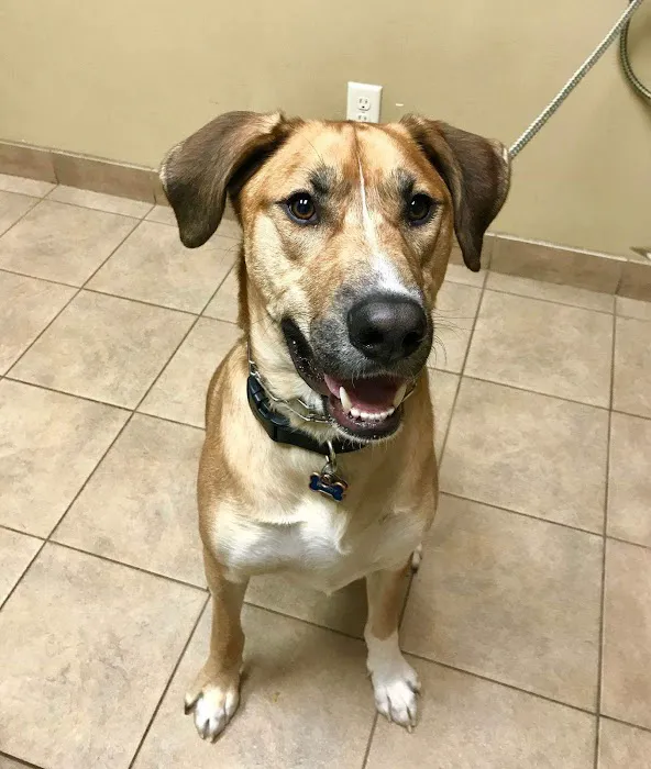 Bayshore Veterinary Clinic Picture 9