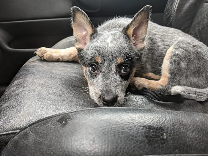 Shorewood Animal Hospital Picture 2