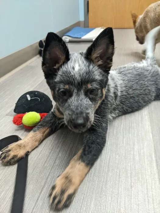 Shorewood Animal Hospital Picture 1