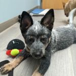 Shorewood Animal Hospital