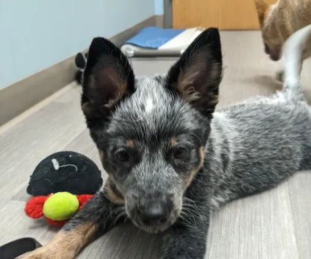 Shorewood Animal Hospital