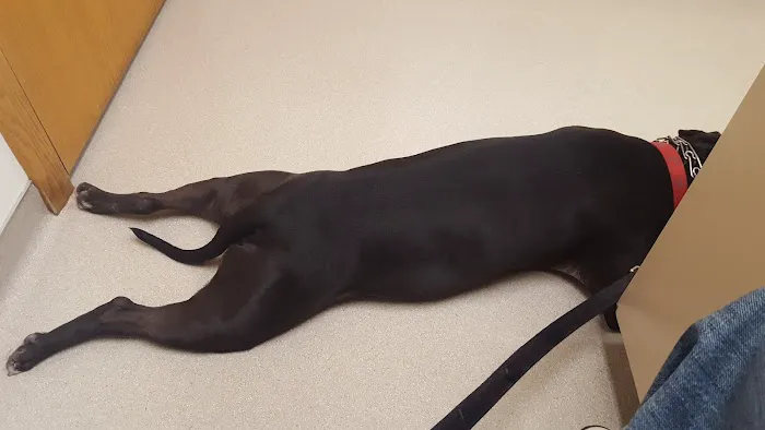 Shorewood Animal Hospital Picture 6