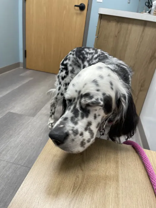 Shorewood Animal Hospital Picture 7