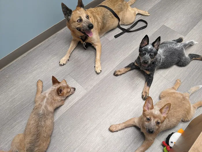 Shorewood Animal Hospital Picture 3