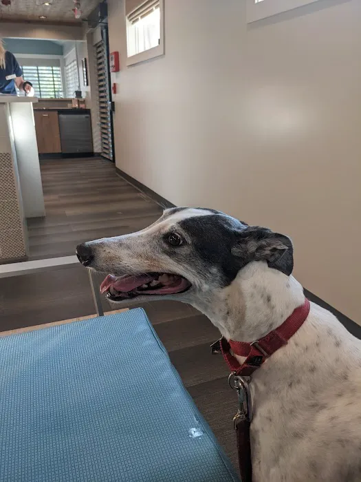 Shorewood Animal Hospital Picture 5