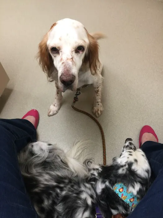 Shorewood Animal Hospital Picture 10