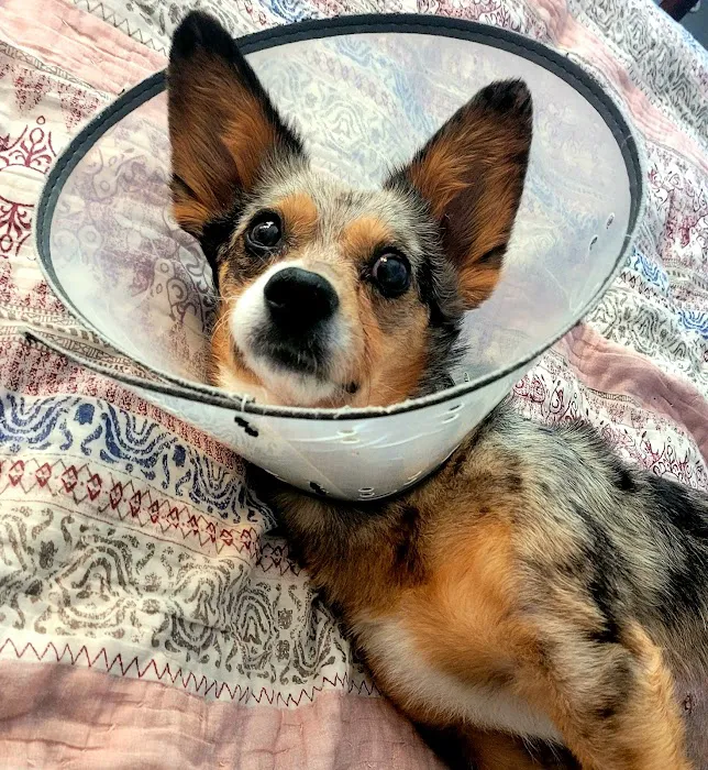 Shorewood Animal Hospital Picture 9