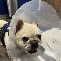 Oak Leaf Veterinary Clinic ico