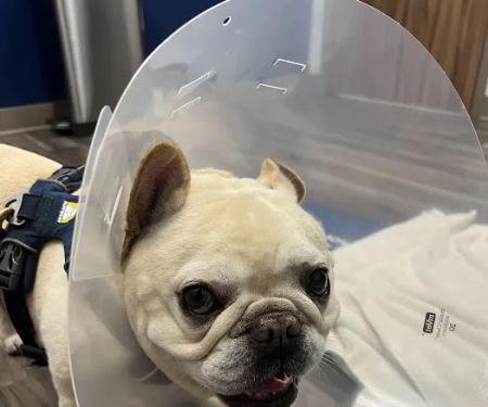 Oak Leaf Veterinary Clinic