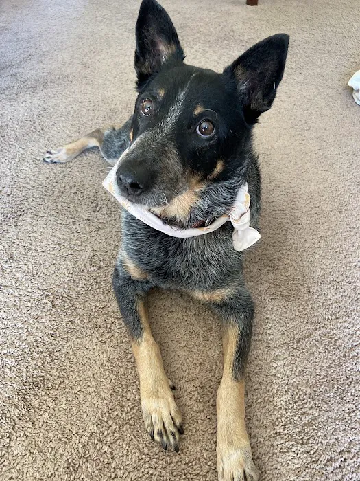 Oak Leaf Veterinary Clinic Picture 6