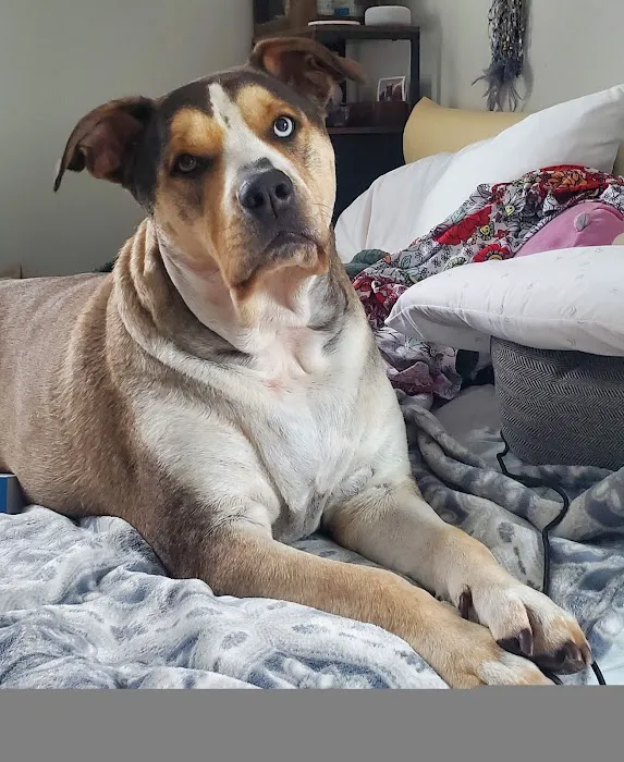 Oak Leaf Veterinary Clinic Picture 8