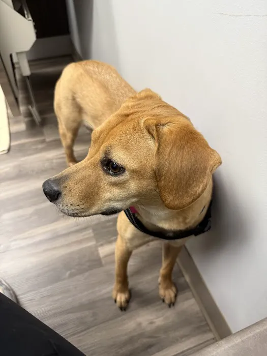 Oak Leaf Veterinary Clinic Picture 10