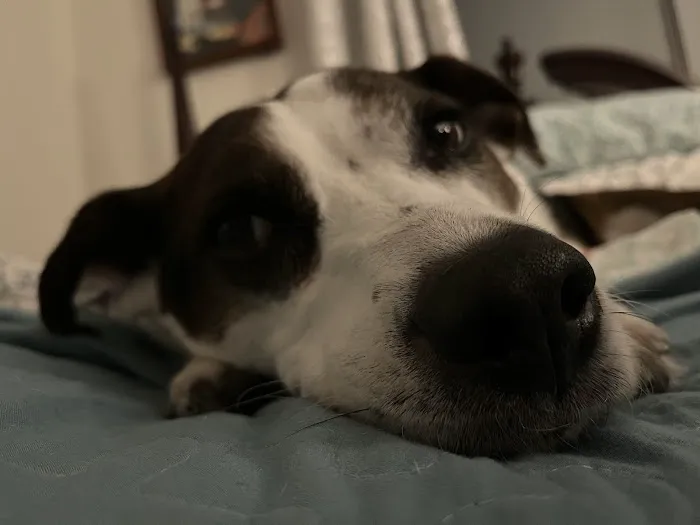 Lakeside Animal Hospital Picture 1