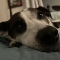 Lakeside Animal Hospital ico