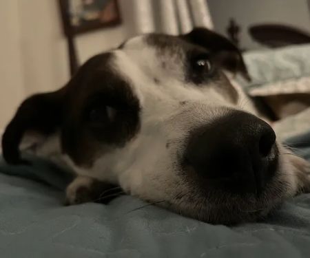 Lakeside Animal Hospital