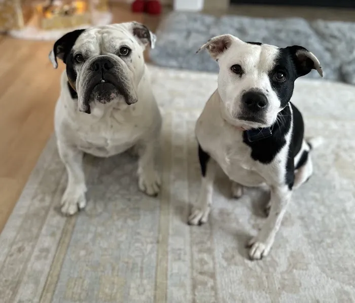 Lakeside Animal Hospital Picture 8