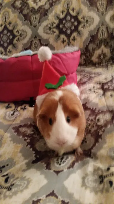 Lakeside Animal Hospital Picture 9