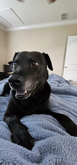 All Paws Veterinary Clinic Picture 2