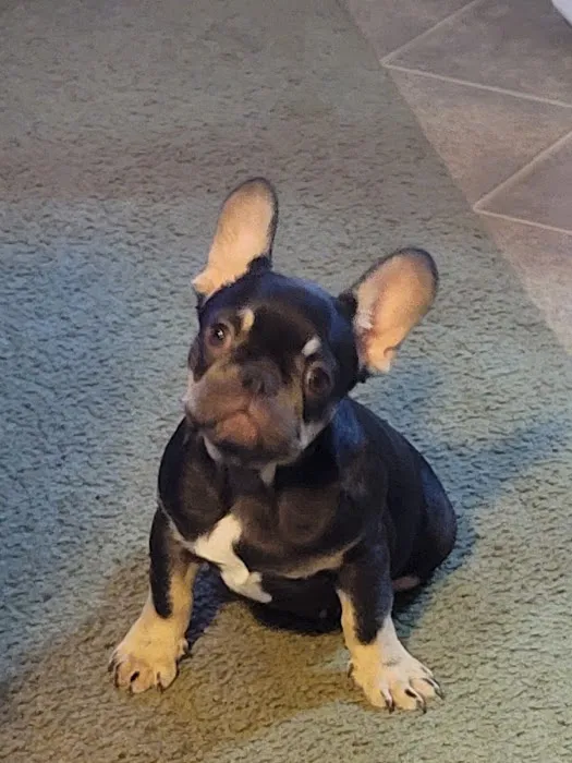 All Paws Veterinary Clinic Picture 1