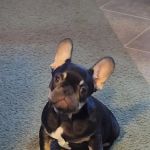 All Paws Veterinary Clinic