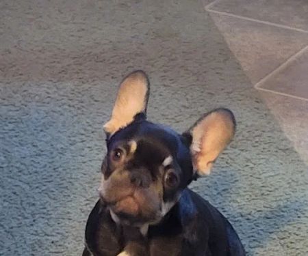 All Paws Veterinary Clinic