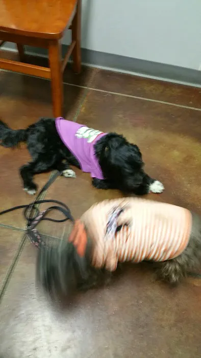 All Paws Veterinary Clinic Picture 4