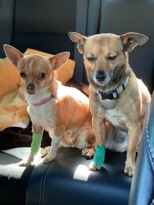 All Paws Veterinary Clinic Picture 7