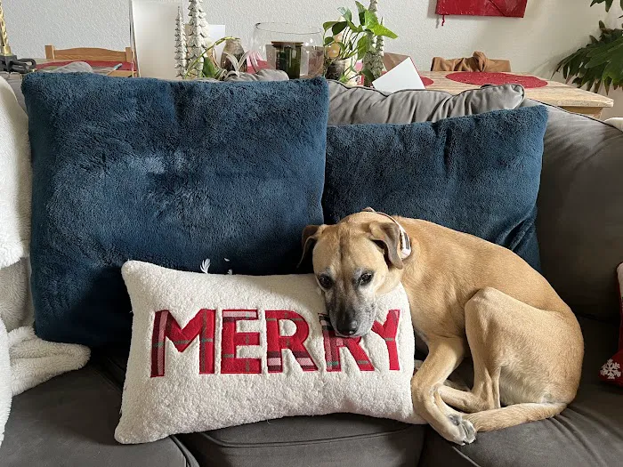 All Paws Veterinary Clinic Picture 9