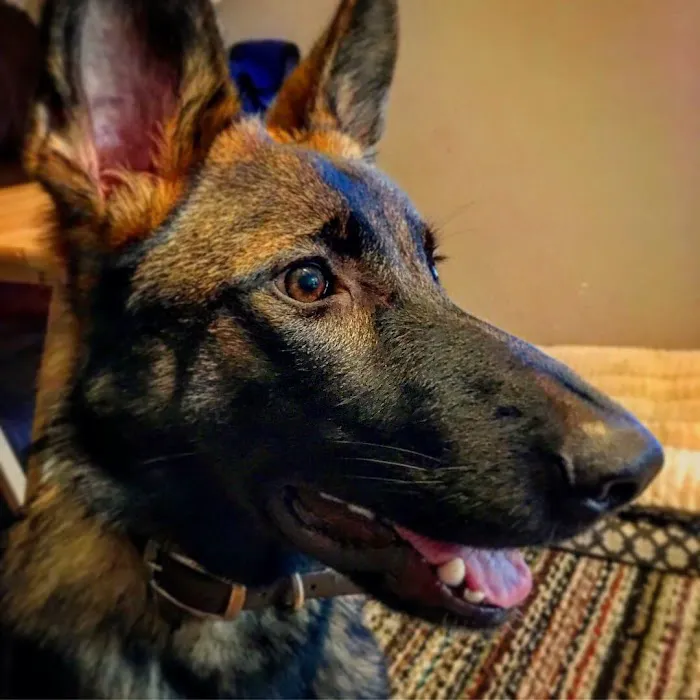 All Paws Veterinary Clinic Picture 10