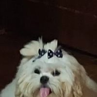 Sherwood J M DVM ico