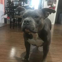 Sherwood Animal Clinic ico