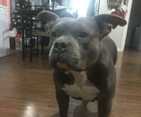 Sherwood Animal Clinic