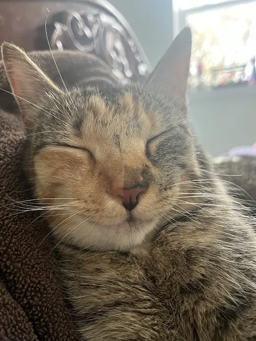 Sherwood Animal Clinic Picture 6