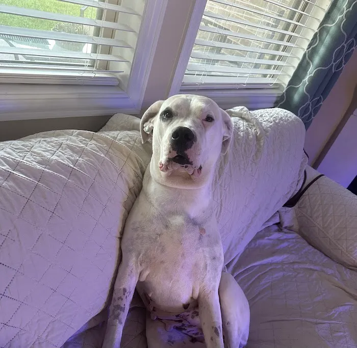 Veterinary Urgent Care of Beaumont Picture 3