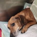 Veterinary Urgent Care of Beaumont