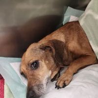 Veterinary Urgent Care of Beaumont ico