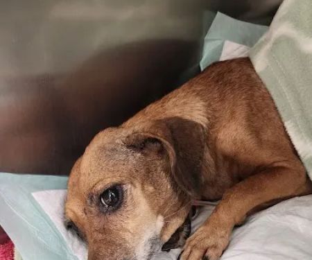 Veterinary Urgent Care of Beaumont