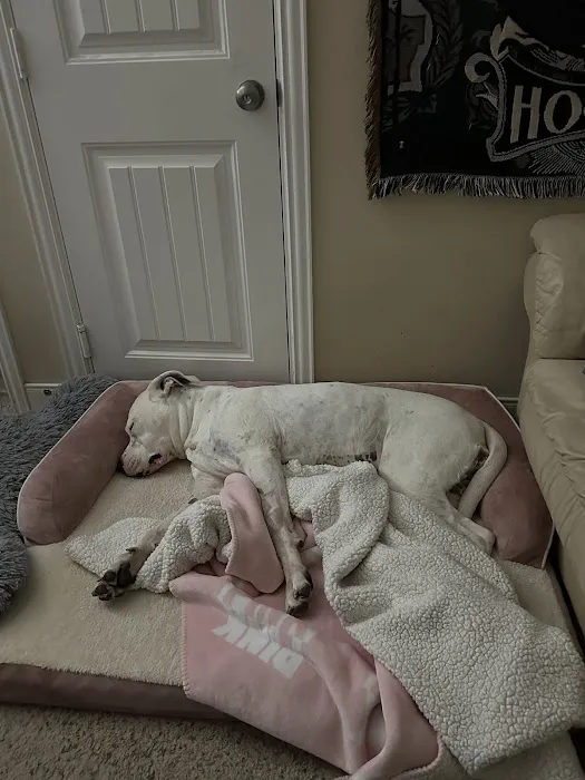 Veterinary Urgent Care of Beaumont Picture 2