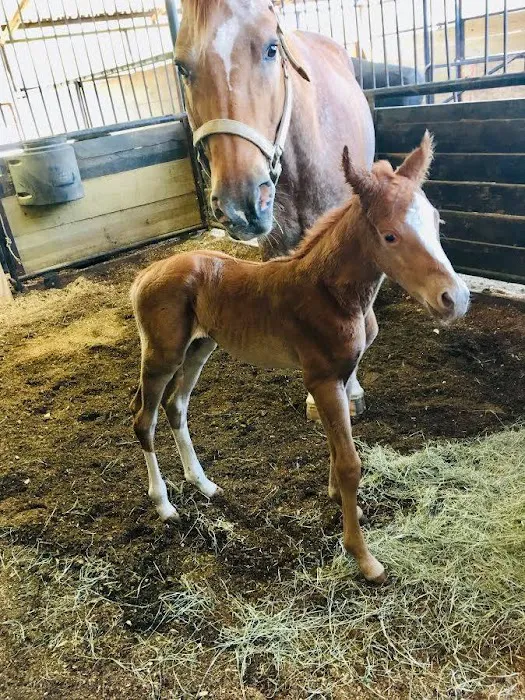 Southeast Texas Equine and Veterinary Hospital, P.L.L.C. Picture 4