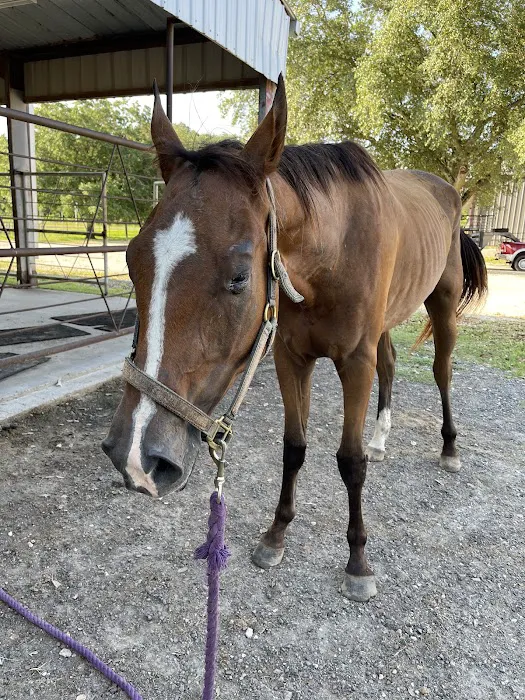 Southeast Texas Equine and Veterinary Hospital, P.L.L.C. Picture 1