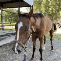 Southeast Texas Equine and Veterinary Hospital, P.L.L.C. ico