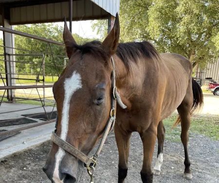 Southeast Texas Equine and Veterinary Hospital, P.L.L.C.