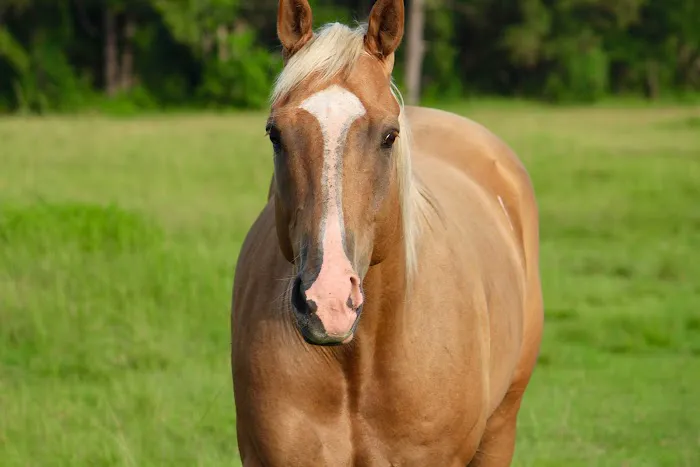 Southeast Texas Equine and Veterinary Hospital, P.L.L.C. Picture 8