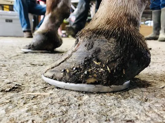 Southeast Texas Equine and Veterinary Hospital, P.L.L.C. Picture 6